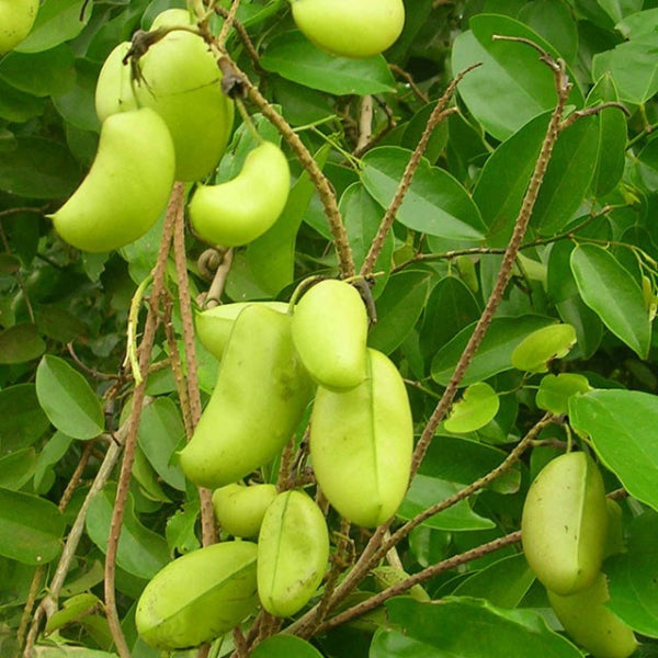 Natural Plant Extracts