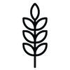 Black gluten free icon of a wheat stalk