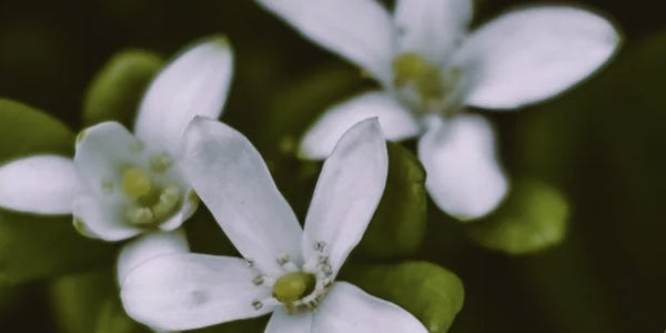 Potent herbal adaptogens