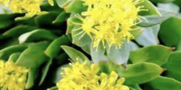 Rhodiola Rosea