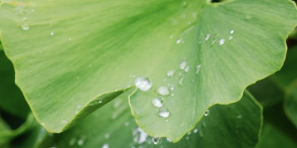 Natural plant extracts