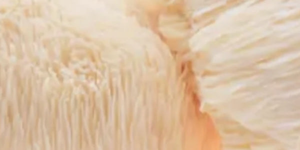 Lions Mane Mushroom