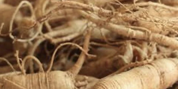 Panax Ginseng