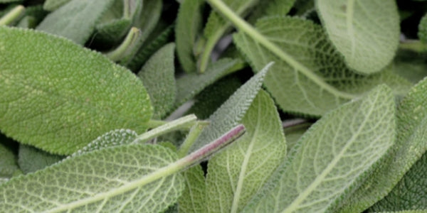 sage leaf extract